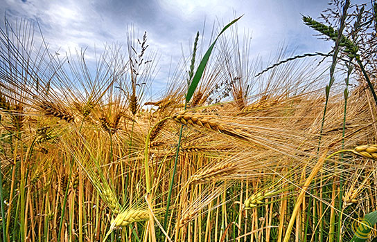 Mönchgut Rügen