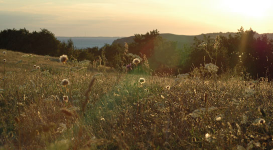 Zickersche Berge Rügen